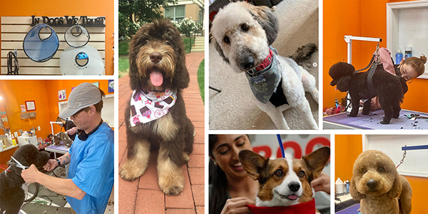 Collage of Happy Grooming